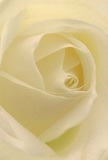 Let your imagination settle into the luminous heart of a creamy white rose, as if you were gently enveloped by its velvety petals just outside a window looking onto the Biggin Hill countryside. The close perspective draws you deep into the rose's centre, where the spiral unfurl captures a sense of intimacy and calm. Each petal appears soft as morning mist over Leaves Green, tinged with delicate light that flows across ivory folds and settles into subtle, comforting shadows. The bouquet evokes a mood of peace, the kind that follows an early walk through Holwood Park or a thoughtful conversation shared over tea. This exquisite rose, chosen with care by local florists, is a pure expression of reverence-ideal for conveying heartfelt sympathy, overwhelming admiration, or the quiet hope of new beginnings. One can almost sense the understated sweetness of its fragrance, barely perceptible yet deeply emotive-a signature of fine Biggin Hill floral craftsmanship that transforms simple moments into cherished memories.